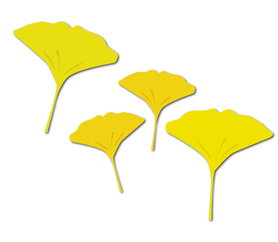 ginkgo, ginkgo, stomach, autumn, JPG and PNG