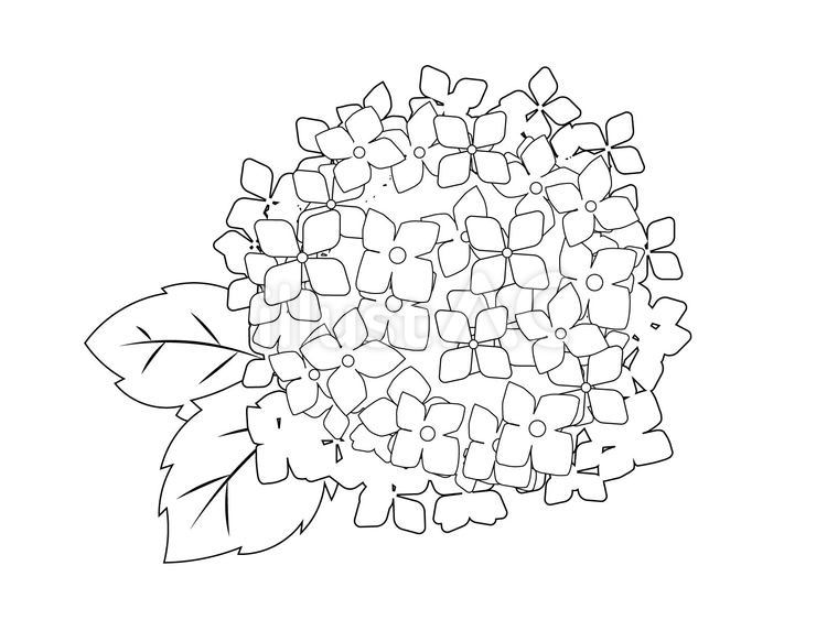 あじさい線画 アイコン,ベクター,線画のイラスト素材