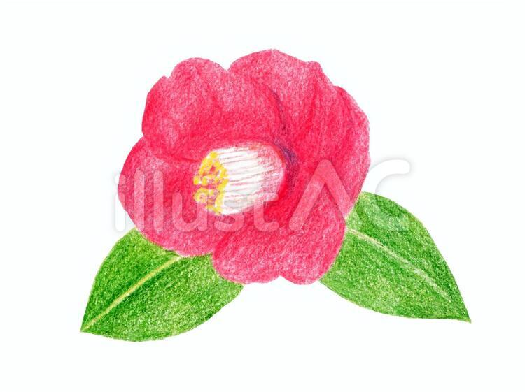 椿(色鉛筆画)01 椿,花,手描きのイラスト素材