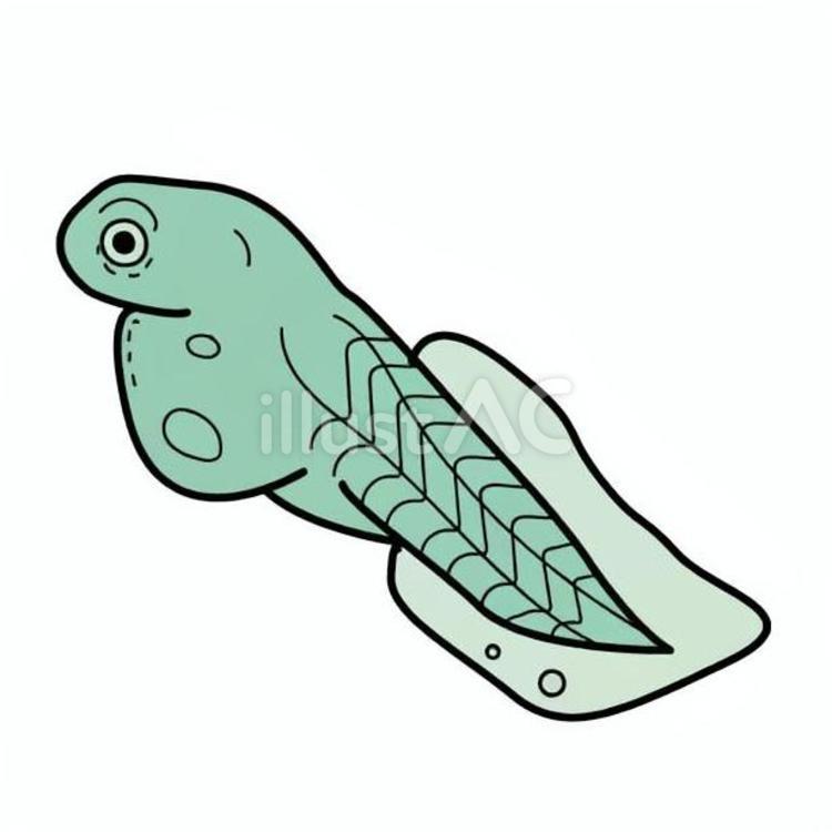 メダカの誕生　6 メダカ,魚類,胚のイラスト素材