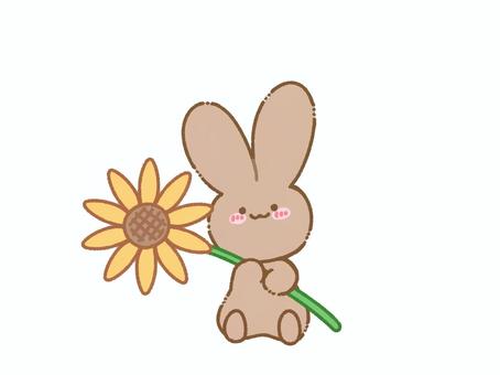 ひまわりを持つ茶色うさぎ うさぎ,茶色,ブラウン,持つ,ひまわり,花,植物,夏,動物,小動物のイラスト素材