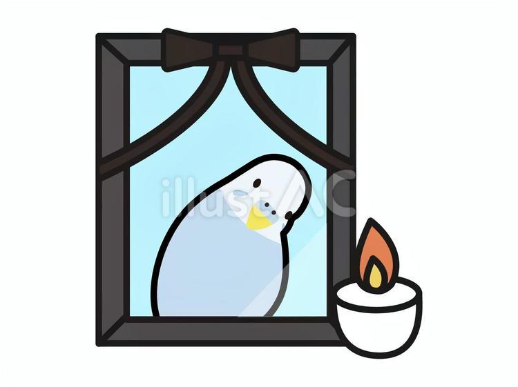 インコの遺影とロウソクのイラスト ペット,セキセイインコ,小鳥のイラスト素材