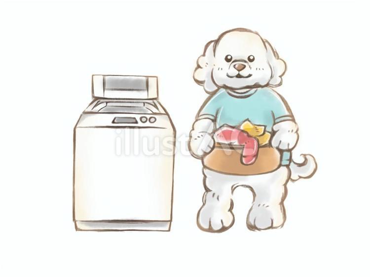 洗濯をする犬 犬,トイプードル,洗濯のイラスト素材