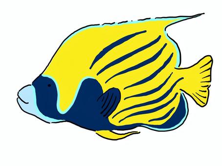 Tatejima Kinjakdai, JPG, PNG and AI Tatejima Kinjakdai, tatejima kinjakdai, suzuki eye, angelfish family, JPG, PNG and AI