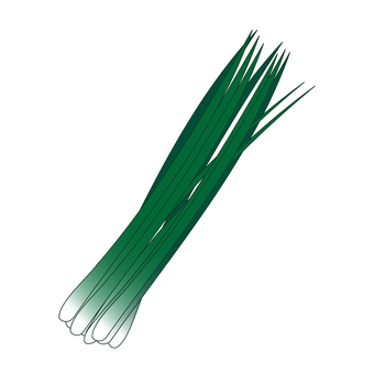 あさつき　小葱 小葱,ネギ,アサツキ,あさつき,和食,辛み,整腸,カロテン,カロチン,緑黄色野菜のイラスト素材