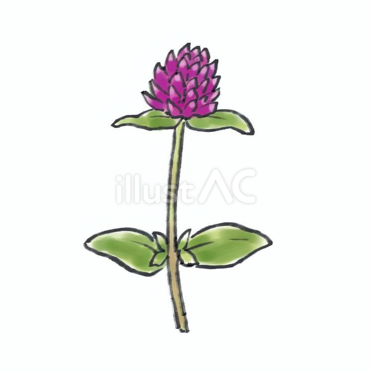 絵手紙風センニチコウ 絵手紙,水彩,センニチコウのイラスト素材