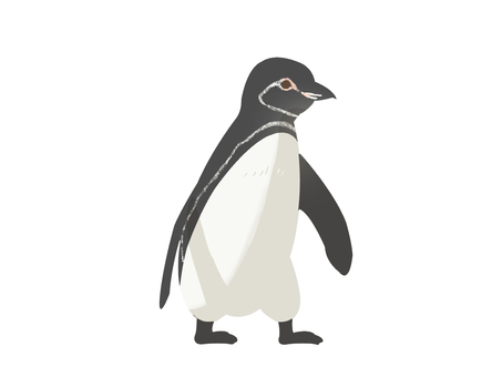 Illustration, pinguin des galapagos, penguin, oiseau, 