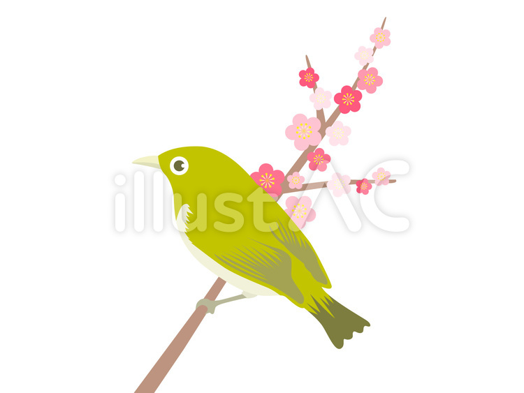 鶯と梅の木 メジロ,鶯,梅のイラスト素材