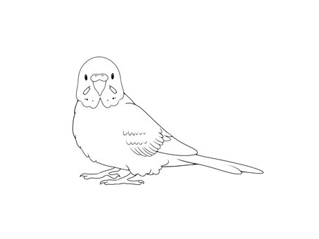 セキセイインコ線画 鳥,インコ,かわいい,ペット,手乗り,フリー,セキセイインコ,線画,素材,無料のイラスト素材