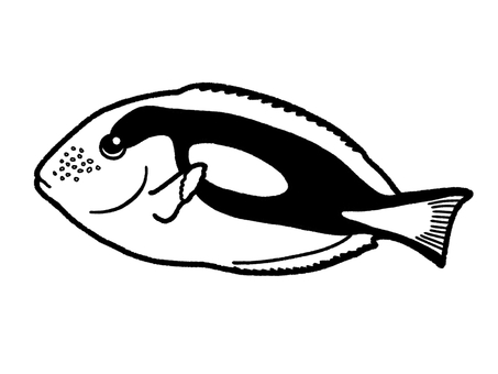 ナンヨウハギ ナンヨウハギ,観賞魚,飼育,生き物,塗り絵のイラスト素材