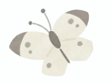 Illustration, monsieur root, kupu kupu, putih, 