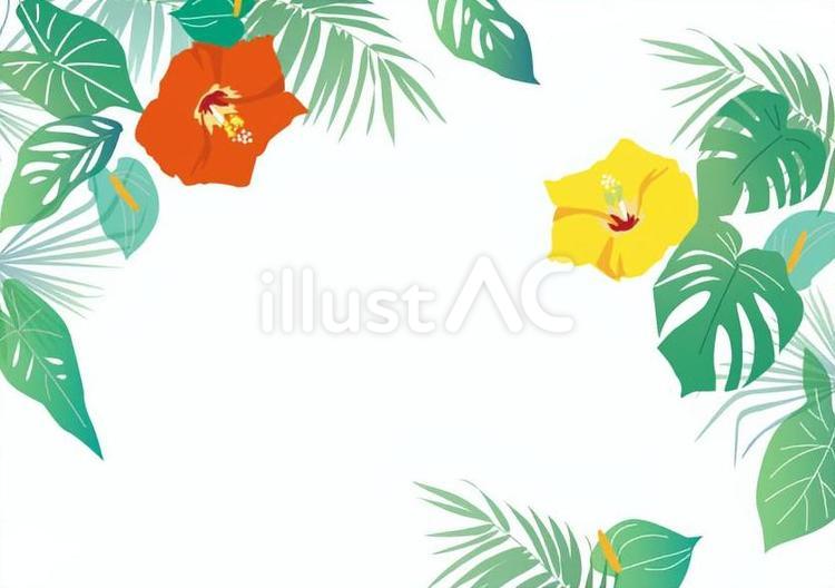 熱帯植物のフレーム2 夏,熱帯植物,ハイビスカスのイラスト素材