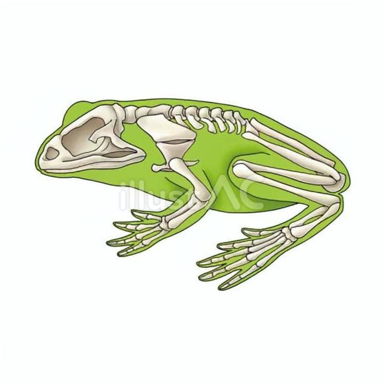カエルの骨格 カエル,両生類,骨格のイラスト素材