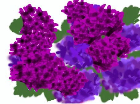 Hydrangeas galore, hydrangea, flower, leaf, JPG and PNG