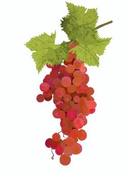 Grapes (for wine, red), grape, red grapes, cabernet, JPG and PNG