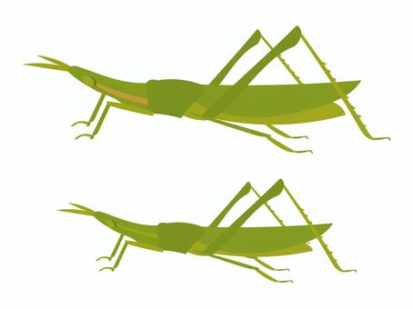 Short-horned grasshopper (female and male), shopping bag, locust, male, JPG, PNG and AI