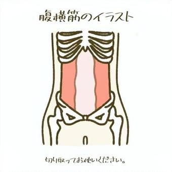 腹横筋のイラスト 腹横筋,筋肉,姿勢,健康,美容,鍼灸院,接骨院,骨格矯正,骨盤矯正,姿勢改善のイラスト素材