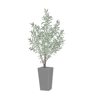 Ornamental plants (olive), , JPG and PNG