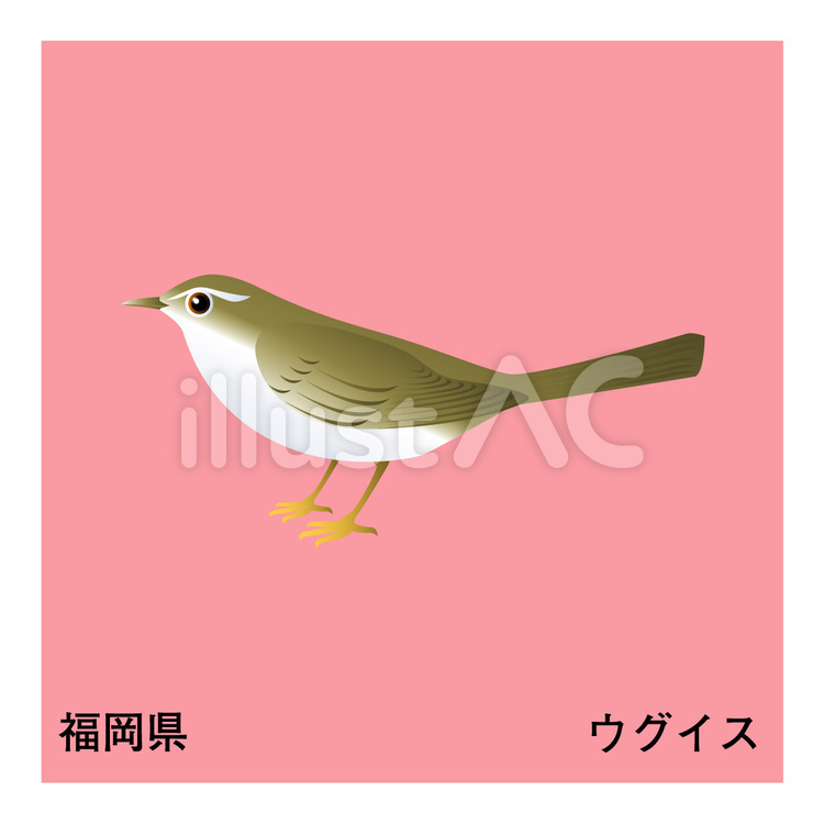 ウグイス 県鳥,鶯,福岡県のイラスト素材