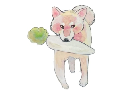 大根をくわえた犬 イヌ,柴犬,大根,咥える,水彩画のイラスト素材