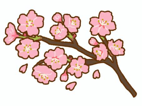 Beautiful cherry blossoms blooming on branches with clear main lines, JPG and PNG Beautiful cherry blossoms blooming on branches with clear main lines, cherry blossoms, branch, spring, JPG and PNG