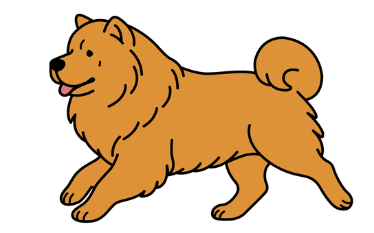 走るチャウチャウ チャウチャウ,大型犬,走る,尻尾,舌のイラスト素材