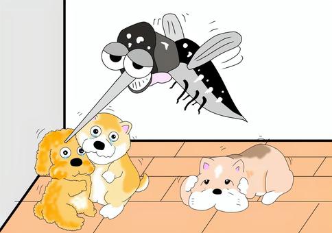 Pet scared of filaria, JPG Pet scared of filaria, फाइलेरिया, मच्छर, फ्रेंच बुलडॉग, JPG