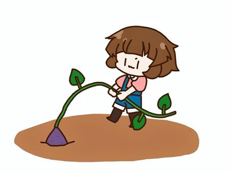 芋掘りをしている女の子 芋掘り,さつまいも,子ども,芋,大きい,秋,10月,11月,ひっぱる,つるのイラスト素材
