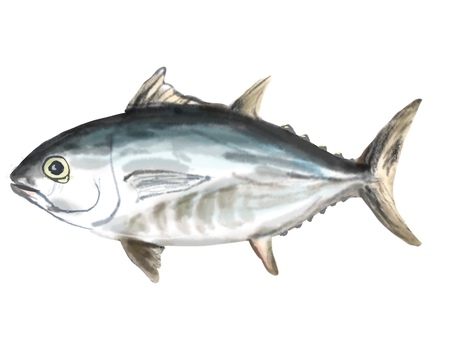 マグロ マグロ,クロマグロ,魚,リアル,手描きのイラスト素材