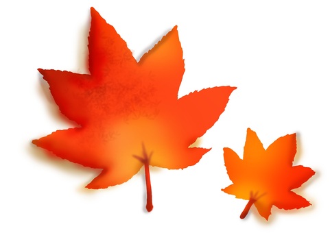 紅葉（もみじ）のイラスト