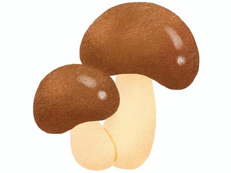 ツヤのある茶色のきのこ ツヤのある茶色のきのこ きのこ,茸,秋,きのこ狩り,秋の味覚,山,収穫,自然,食べ物,食材のイラスト素材