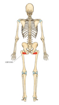 骨格と大腿方形筋 大腿方形筋,深層外旋六筋,筋,筋肉,ガイコツ,解剖,骨,モデル,骨格,解剖学のイラスト素材