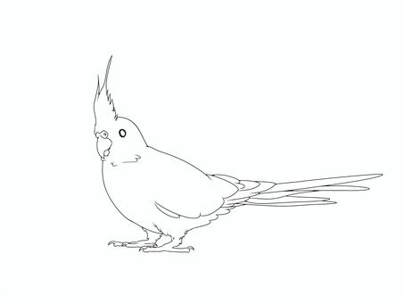 オカメインコ線画 鳥,インコ,かわいい,オカメインコ,ペット,手乗り,無料,フリー,線画,素材のイラスト素材