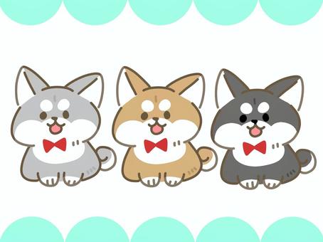 柴犬ゆるゆるポストカード 柴犬,犬,動物,リボン,ゆるキャラ,ポストカード,セットのイラスト素材