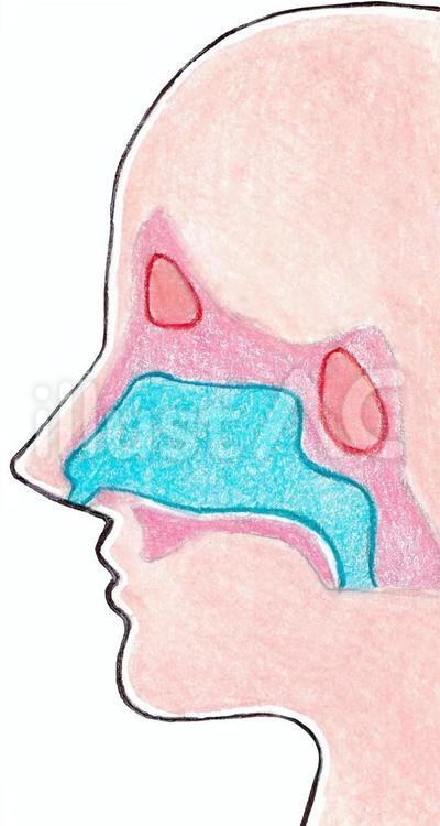 鼻腔と副鼻腔の図 鼻腔,副鼻腔,図のイラスト素材