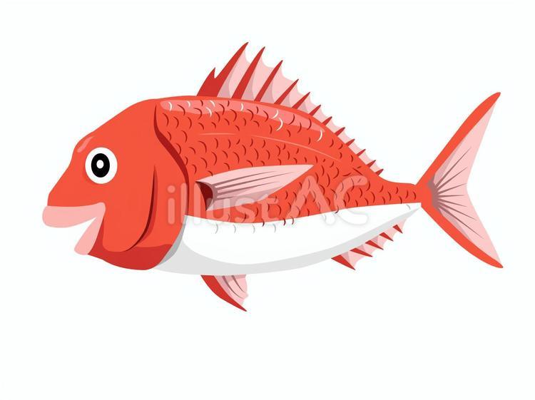 鯛のイラスト（線なし） 鯛,魚,生物のイラスト素材