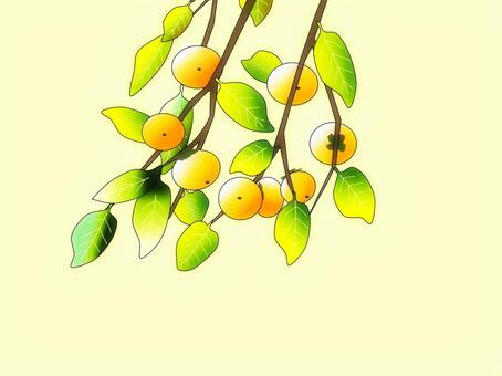 柿  柿,柿の実,秋,果物,果実,秋の味覚,オレンジ色,甘柿,富有柿,枝のイラスト素材