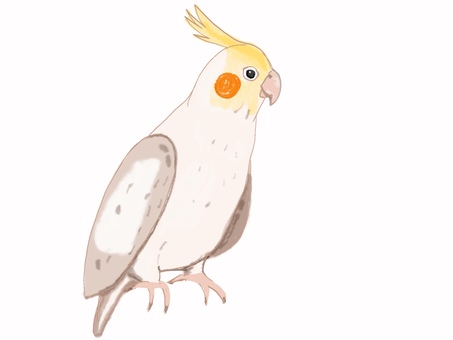 オカメインコ オカメインコ,オウム,インコ,小鳥,ペット,手描きのイラスト素材