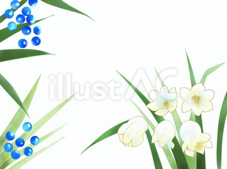 蛇の鬚(じゃのひげ)・竜の鬚 蛇の髯,花,蛇の髭のイラスト素材