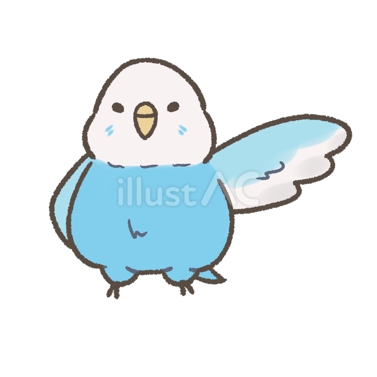 ポーズする青のセキセイインコ（メス） セキセイインコ,インコ,鳥のイラスト素材