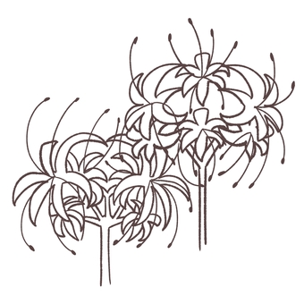 ヒガンバナの線画イラスト【塗り絵】 花,植物,彼岸花,ヒガンバナ,曼珠沙華,マンジュシャゲ,秋の花,線画,塗り絵,ぬりえのイラスト素材
