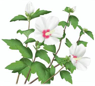 ムクゲ／14 ムクゲ,木槿,白,花,夏,キハチス,外来種,園芸種,リアル,写実的のイラスト素材