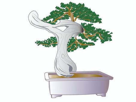 盆栽　松２ 盆栽,松,鑑賞,植木,植物,白木,緑,イラストのイラスト素材