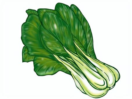 新鮮なチンゲンサイ チンゲンサイ,青梗菜,野菜,中華料理,食材,アブラナ科,中国,静岡県,長野県,栽培のイラスト素材