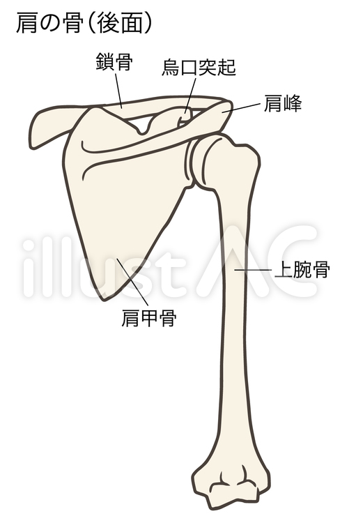 肩の骨、上肢帯、後面、説明あり 肩甲骨,鎖骨,上腕骨のイラスト素材