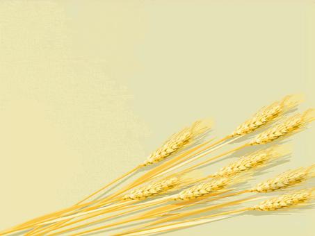 黄金色の麦穂とキャンバス地　016 麦穂,黄金色,リアル,ナチュラル,お洒落,自然,植物,大人っぽい,枠,背景のイラスト素材