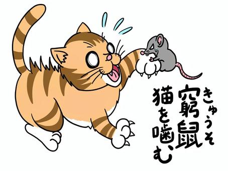 窮鼠猫を噛む 動物,生き物,噛む,猫,鼠,ことわざのイラスト素材
