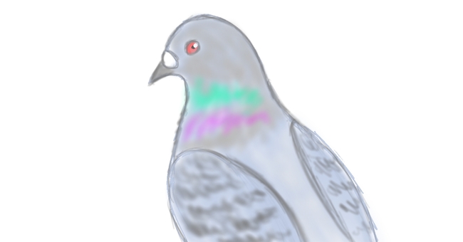 振り向くハトのシンプルイラスト