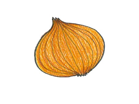 Illustration, onion, vegetables, brown, 