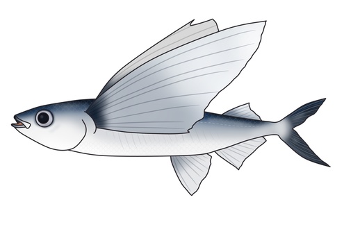 トビウオ トビウオ,魚,海水魚,釣り,漁業,海,生き物,イラスト,素材,フリー素材のイラスト素材